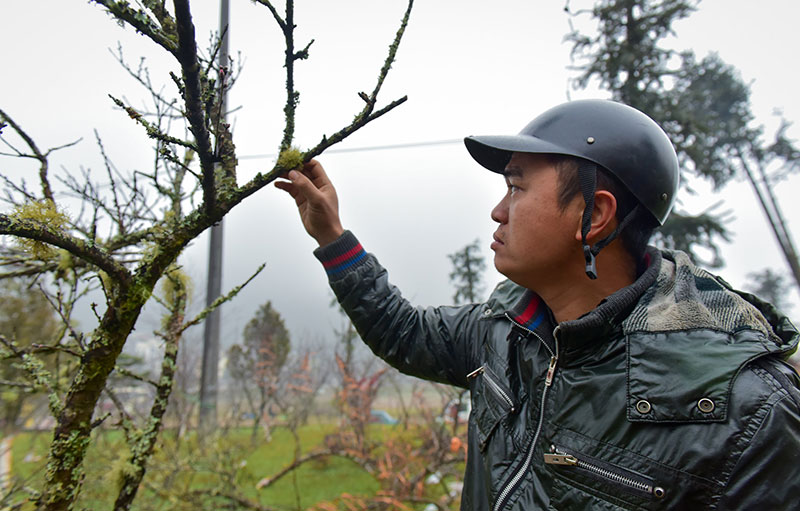 Năm nhuận, đào rừng Sa Pa nở sớm, giá tăng cao trước khi ra chợ Tết